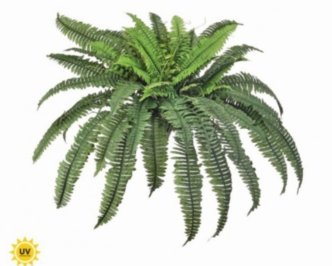 185 Boston Fern