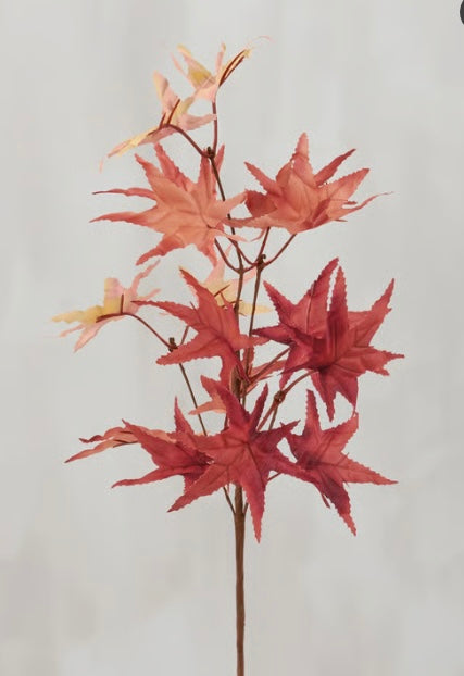 249 Blush Maple Stem