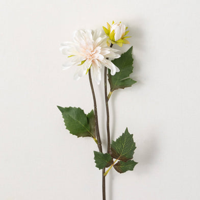 101. Dahlia Cream