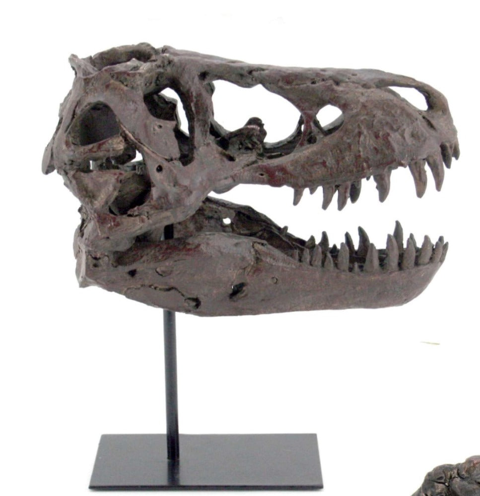 108. Dino Skull Lg