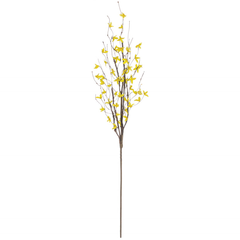 101. Forsythia