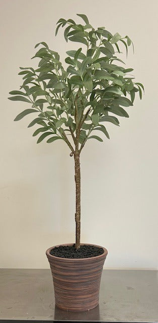 103. Olive Tree 32"