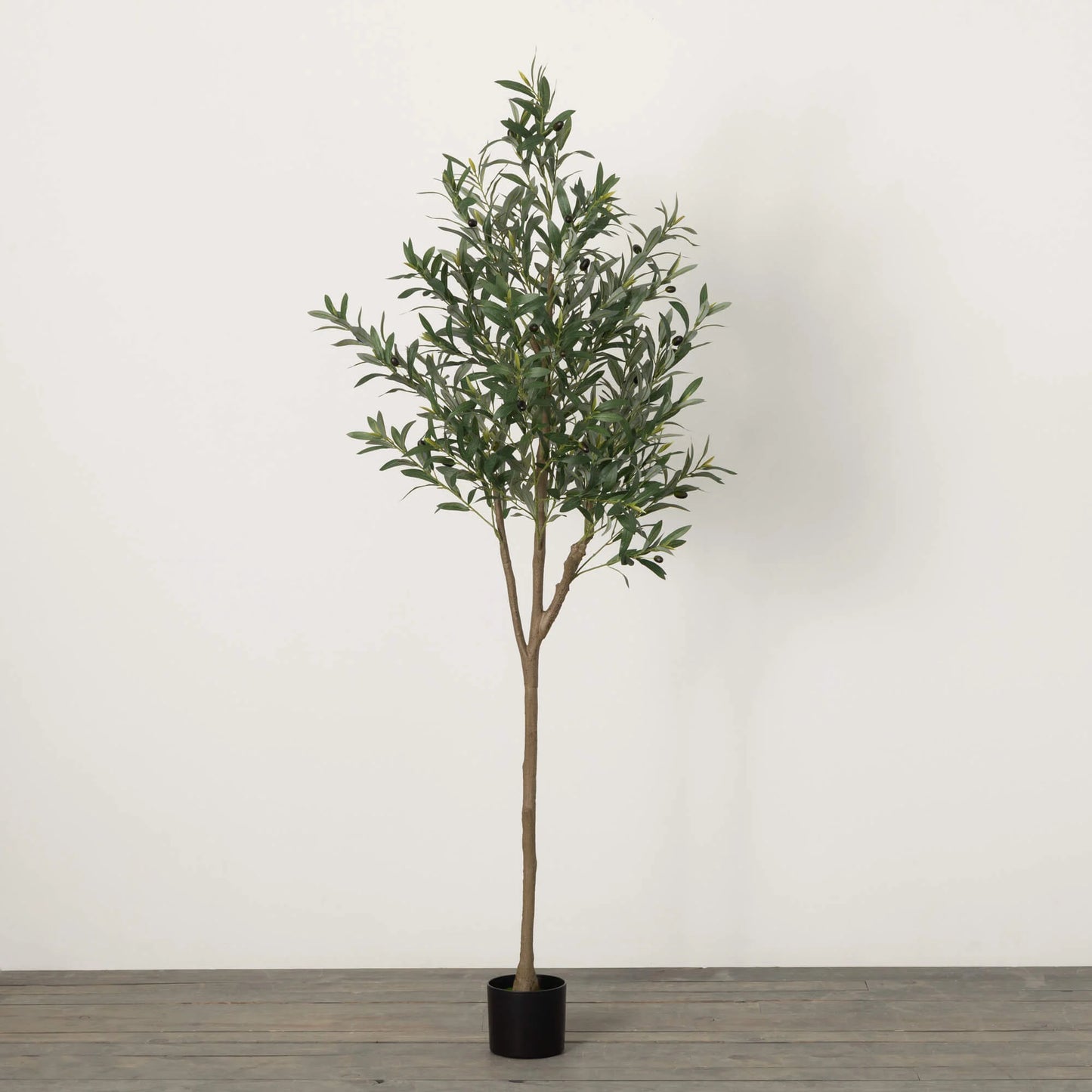 101 Potted Olive Tree