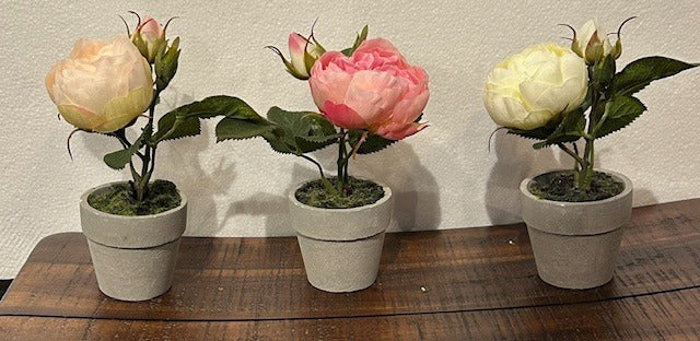 101. Peony Potted