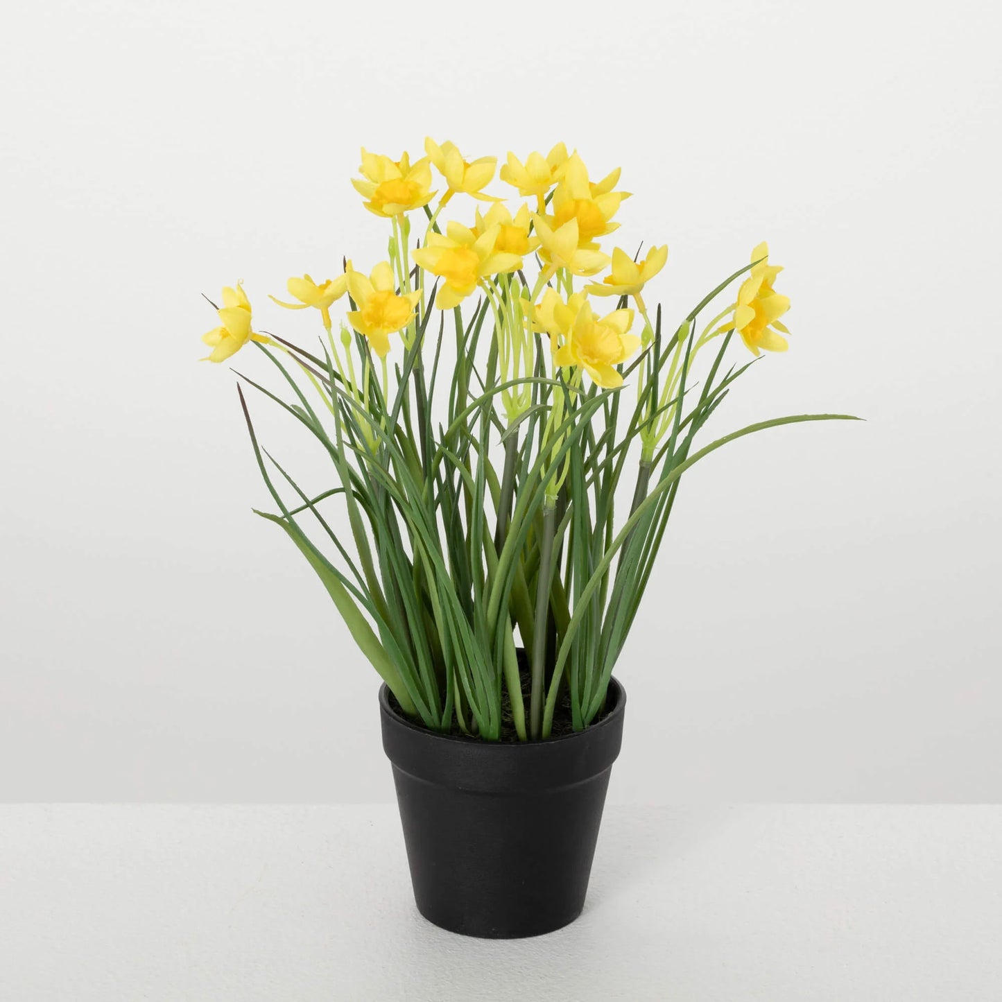 101 Potted Yellow Daffodil