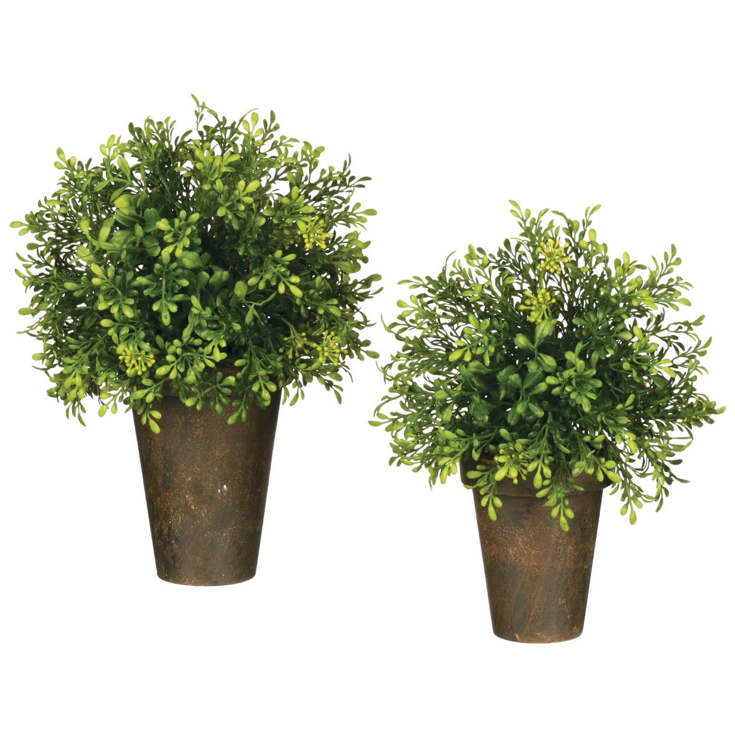 101 Tealeaf Berry Potted Orb Small