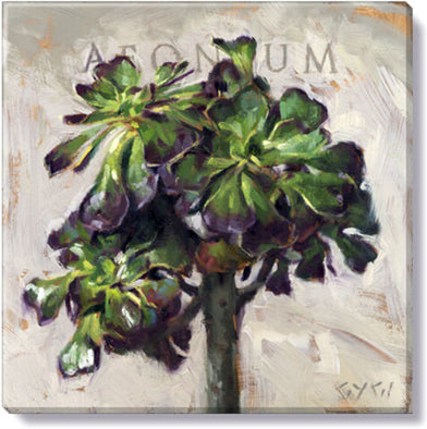 227. Aeonium Giclee 5 x 5