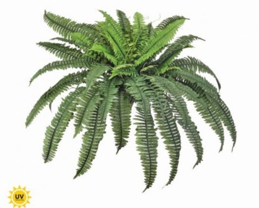 185  Boston Fern