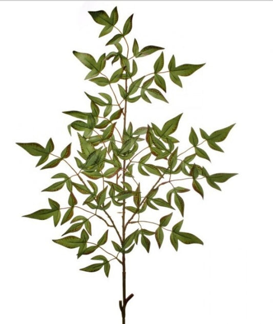 185  Nandina Branch