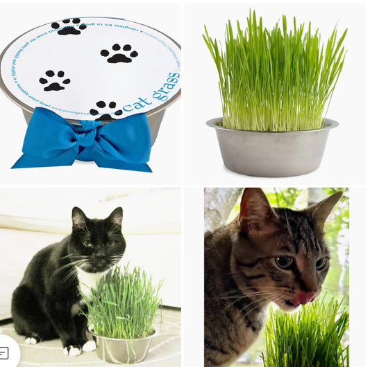 139. Cat Grass In Bowl