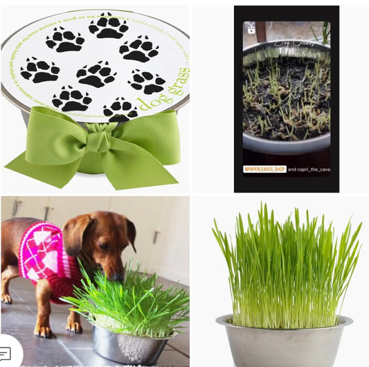 139.  Dog Grass In Bowl