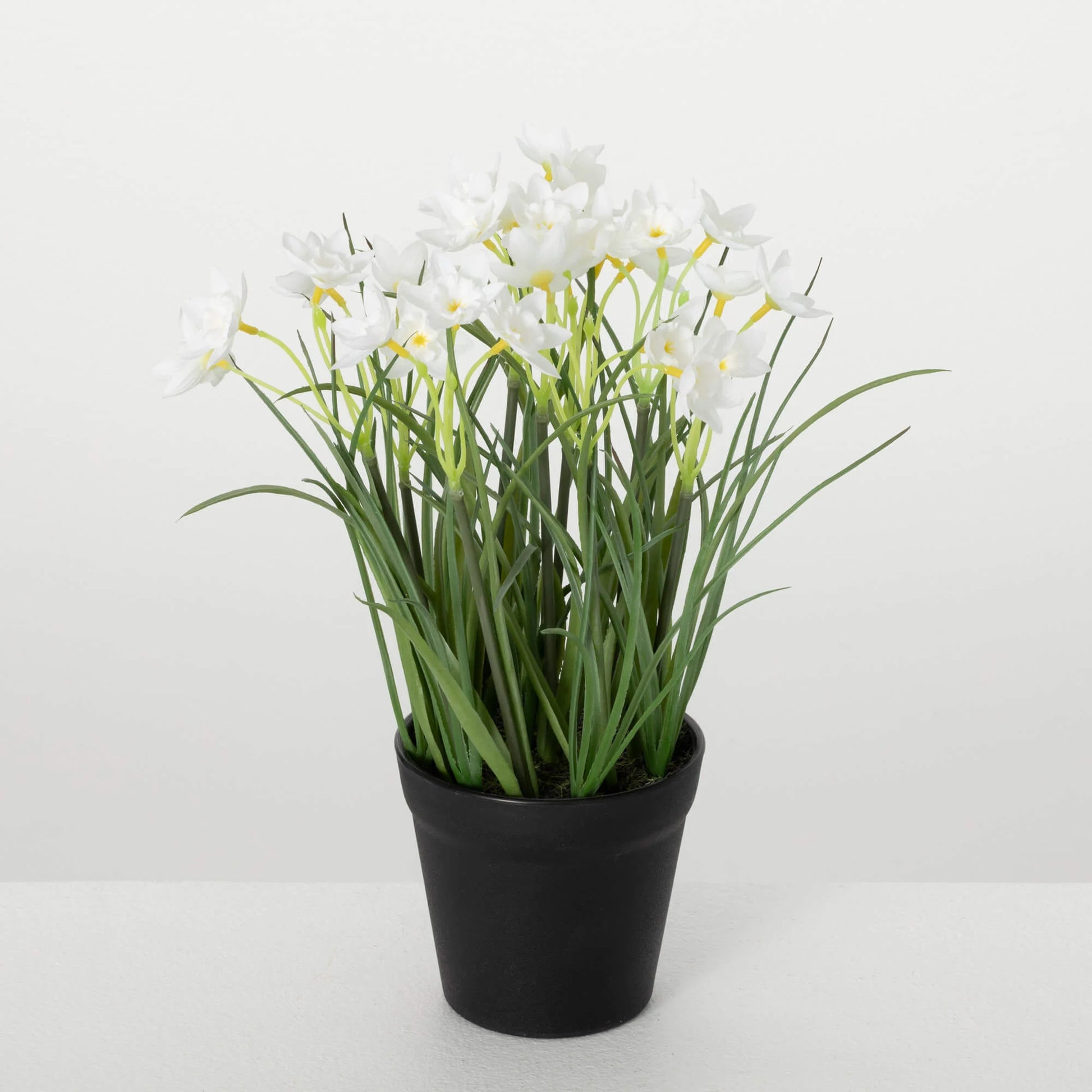 daffodil potted plant 101 Potted White Daffodil Bush – The Shop at Cleveland Stone Co