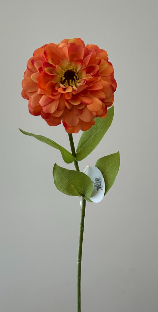 101. Zinia Orange